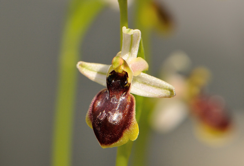 Ophrys exaltata subsp. montis-leonis e Ophrys exaltata subsp. arachnitiformis